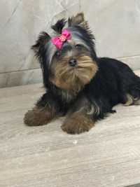 Yorkshire Terrier, Canisa autorizata, certificat tip A