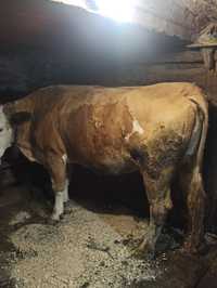 Vind vacă bălțată românească  6000 ron