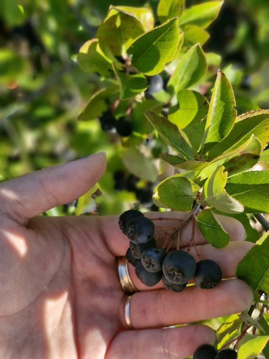Aronia de vânzare!