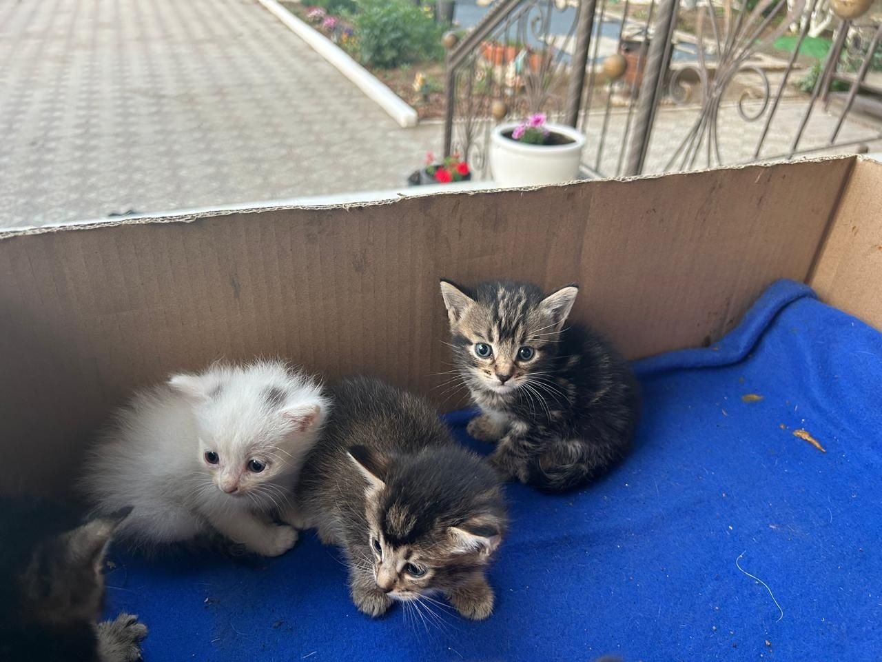 Котят раздаем (6 котят)