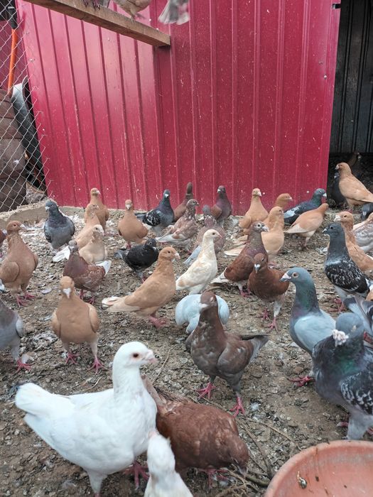 Porumbei voiajori de frumusețe