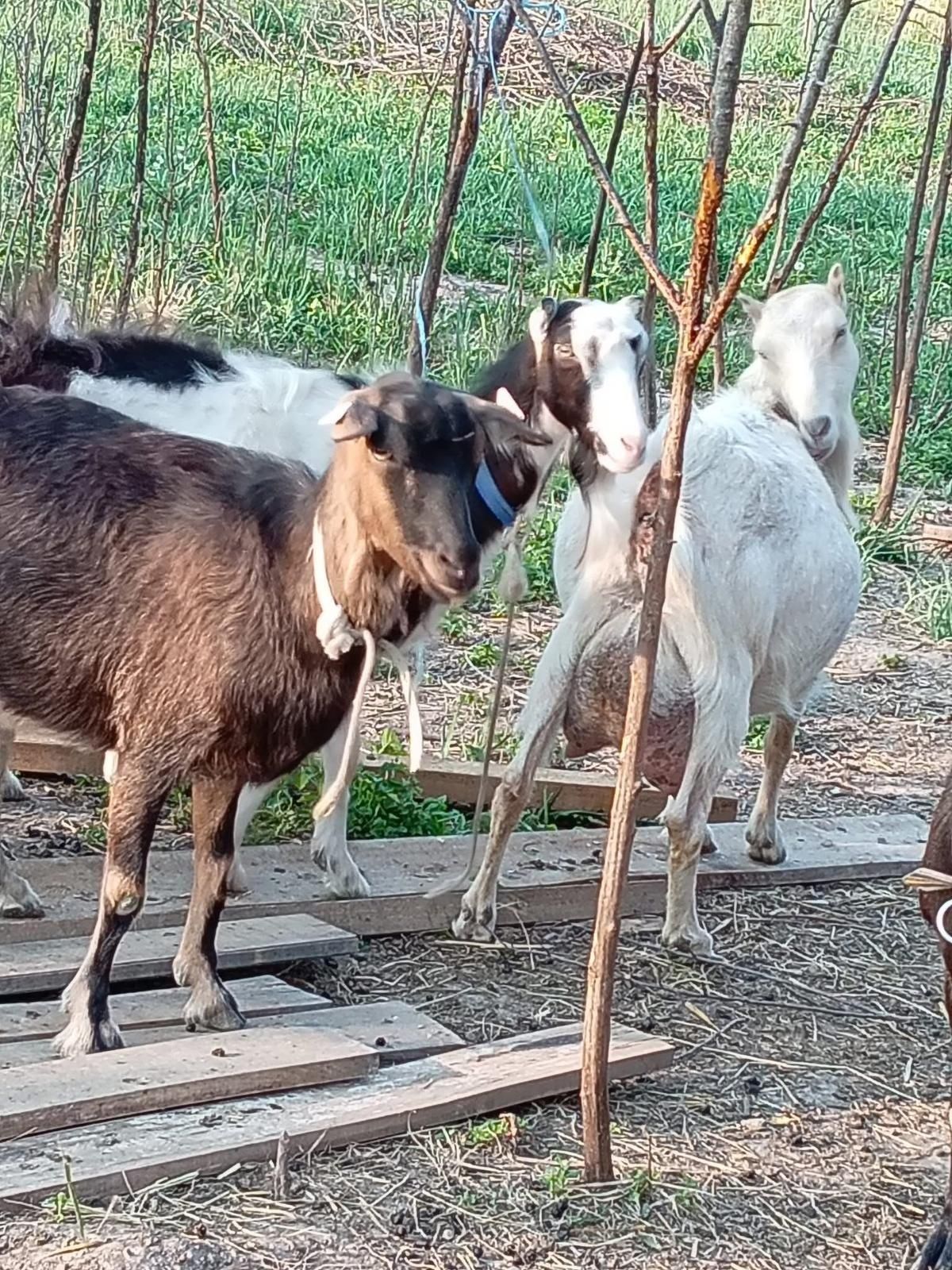 Vând capre bune de lapte.