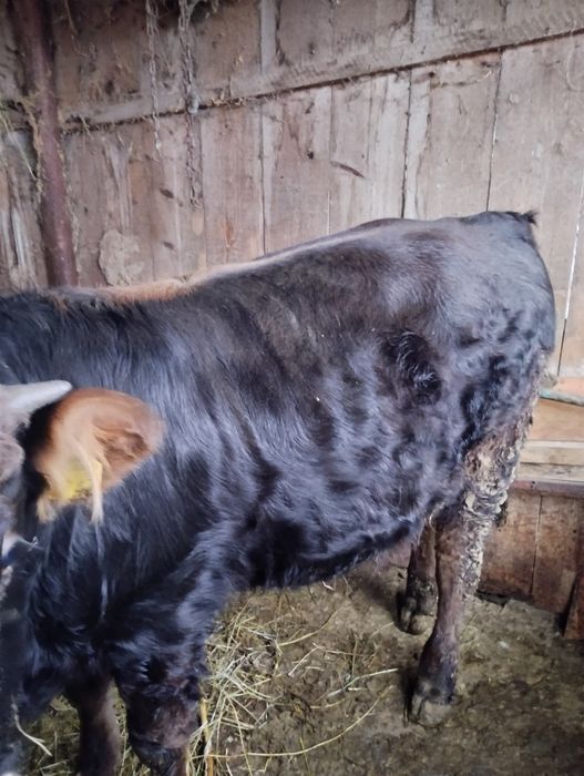 De vânzare tăuraș