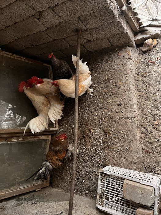 продается молодые петухи и куры