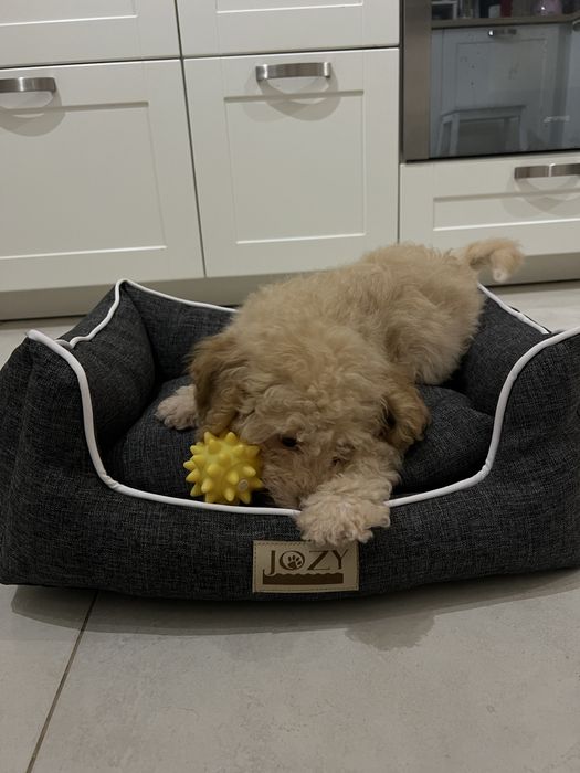 Мини пудел Априкот