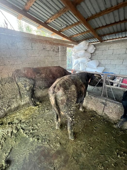 Продам два быка и две телки