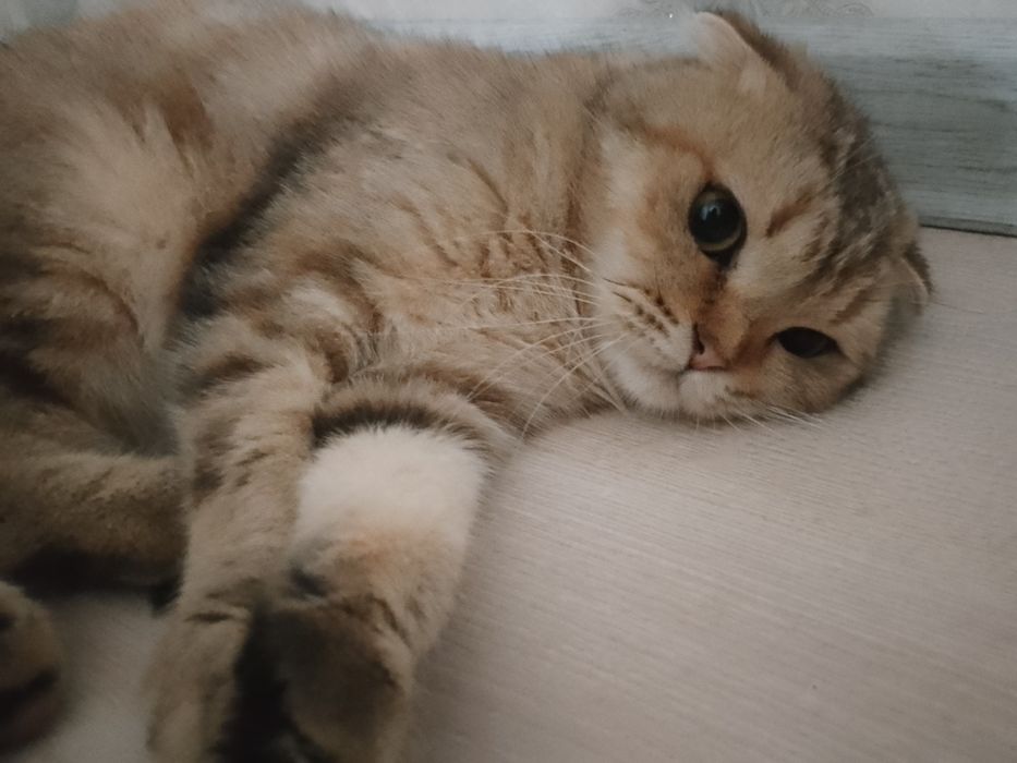 Britansky Shinshila Qiz Mushuk