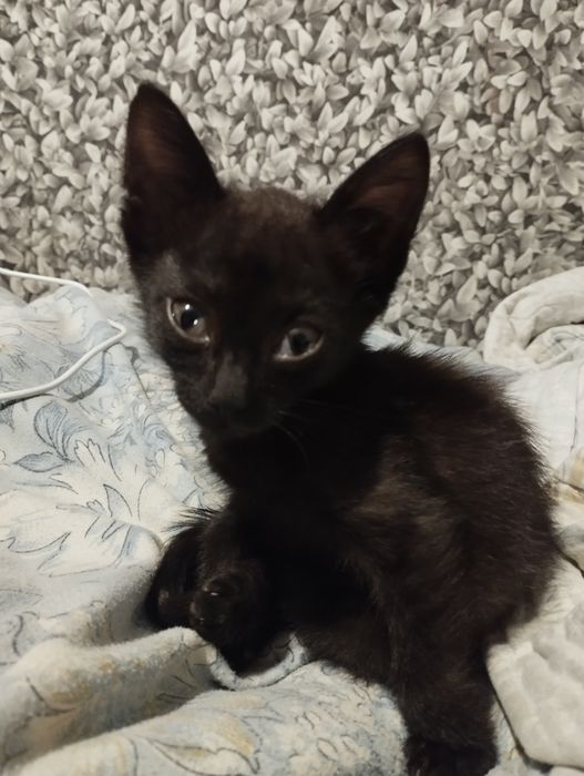 отдам котенка в добрые руки срочно