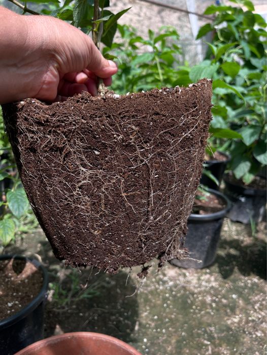 Гортензии в продаже четырех литр. горшке по сто пятесят тыс сумм