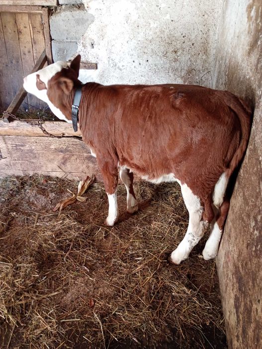 Vițea BR de vânzare