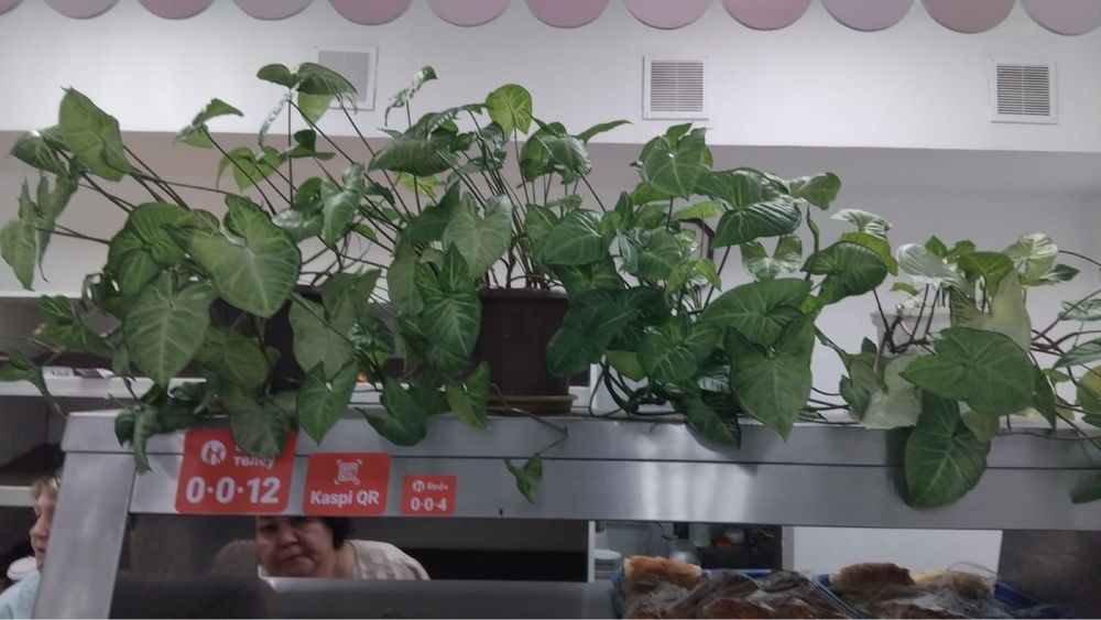 Продам цветы и полку для цветов