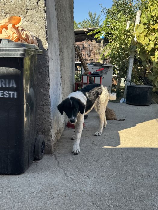 Femela Ciobanesc de Bucovina