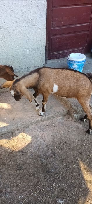 Iada anglo nubian din parinti , capra foarte buna de lapte