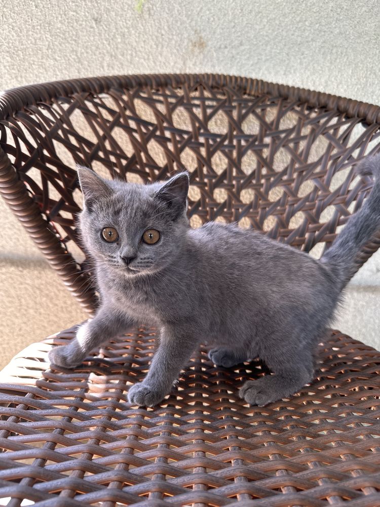 Британский котенок