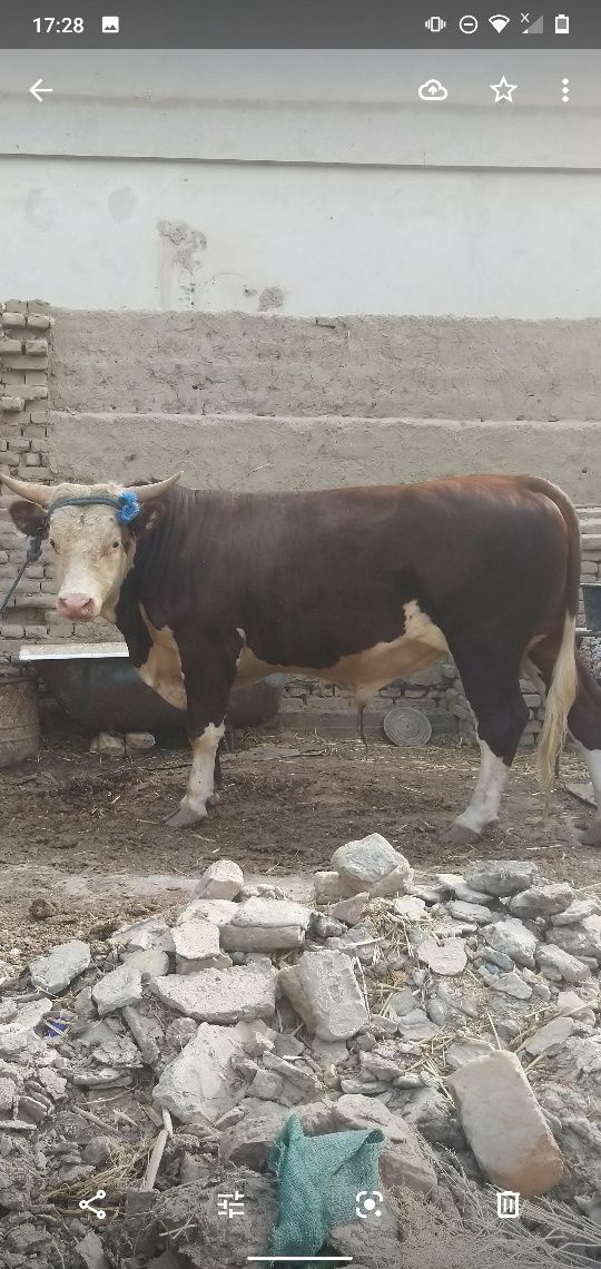 Zottor buqa ,xokiz