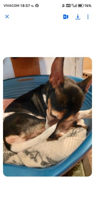 Търся грижовни стопани на пинчерче