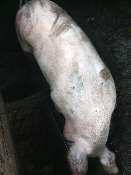 Baloți de lucernă rotunzi de vînzare