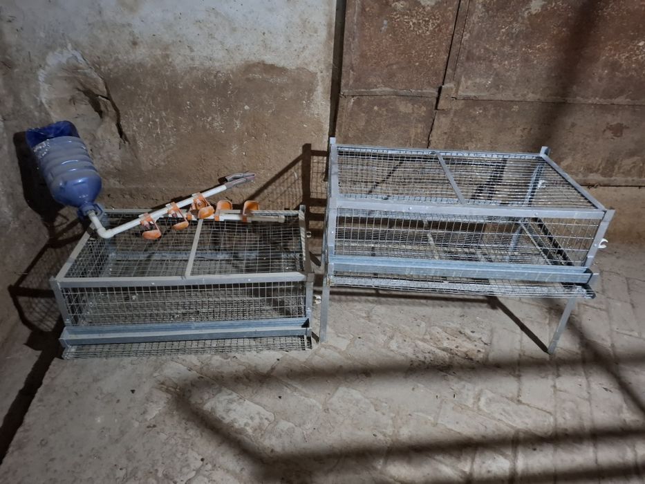 Bedana kletka 100 yali