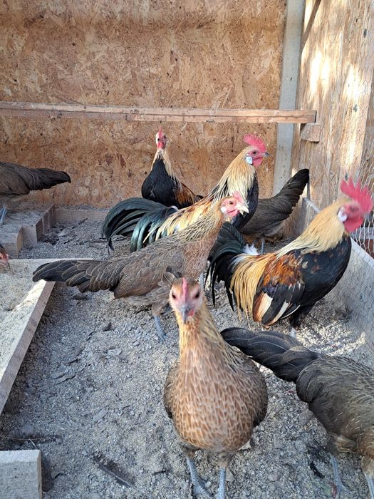 Vând oua de la găini Phoenix