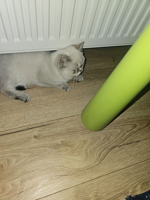 British shorthair ny1133