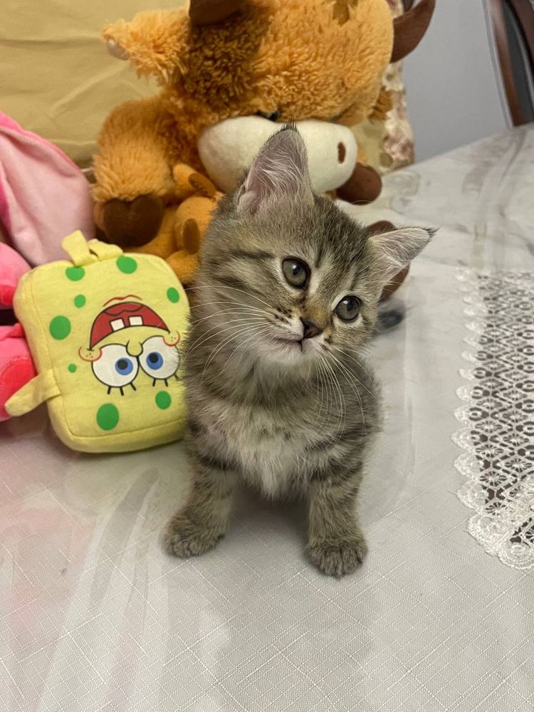 Отец шиншилла мать скоттиш фолд 2 месяц