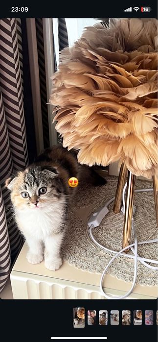 Кошка скотиш фолд