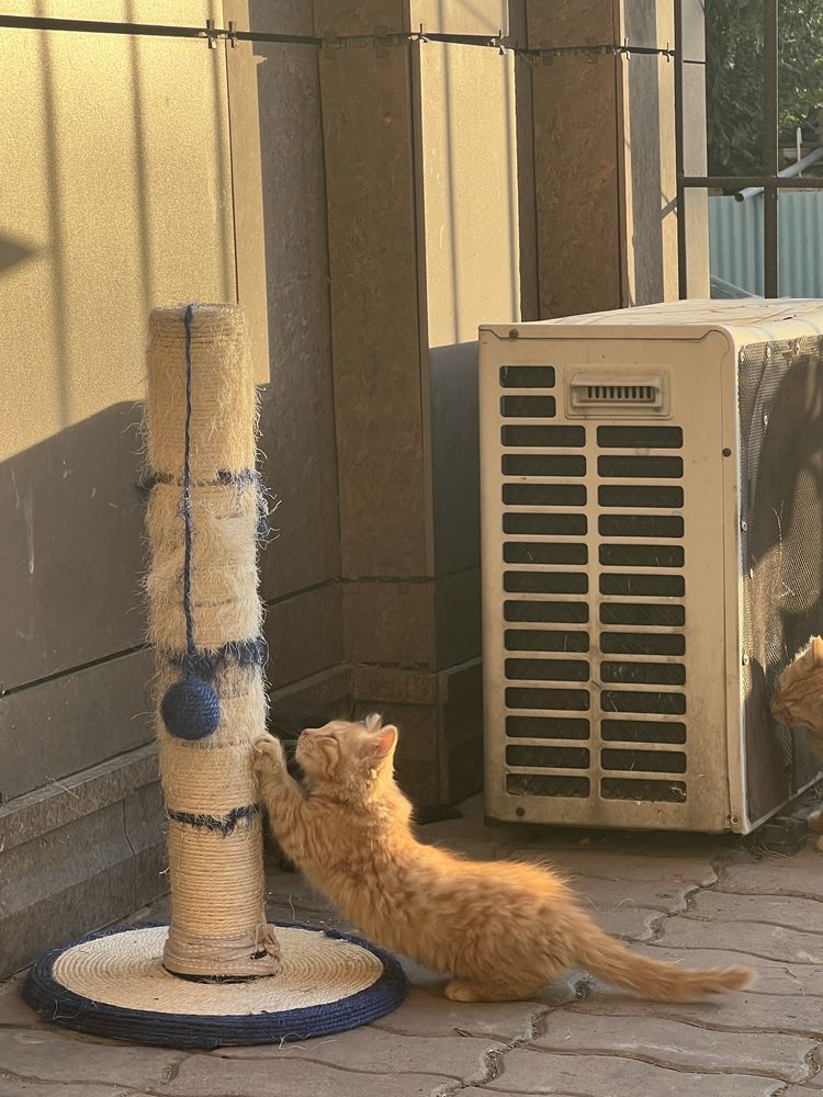 Котенок девочка 3 месяца в поисках дома