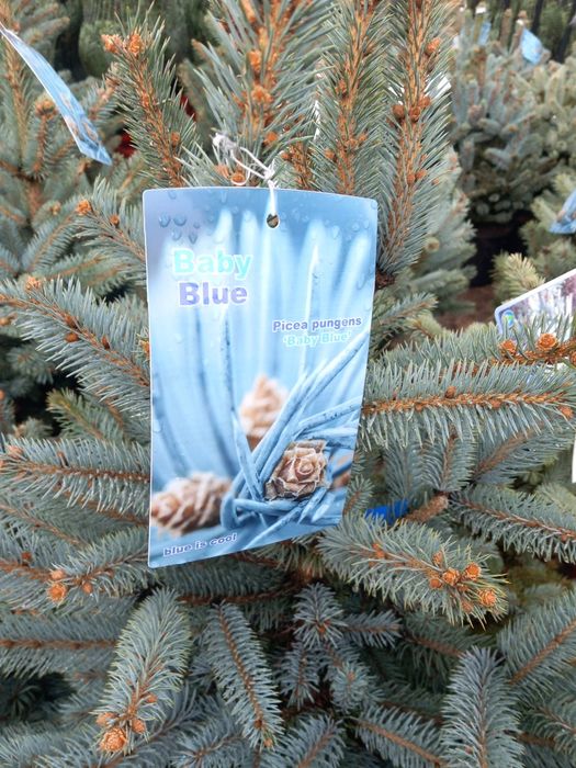 Vând puieți de brazi arginti  la ghiveci super bleu