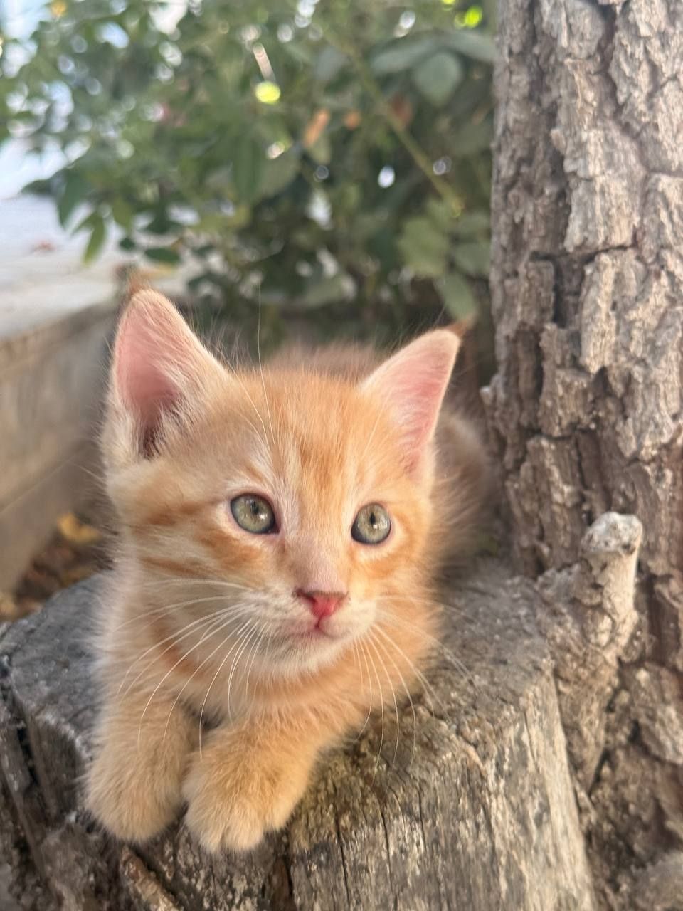 Отдам домашние котята кошки даром