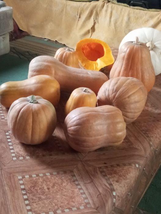 Тыква  сатылады.