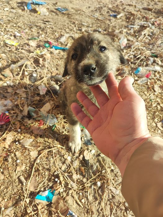Щенки  просят помощь.