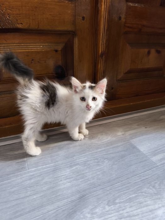 Кошка 2 месяца мальчик бесплатно
