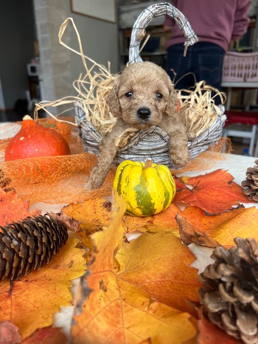 Продавам 4 женски и 2 мъжки мини пудела.