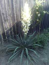 Yucca de grădină/ ghiveci ornamentală