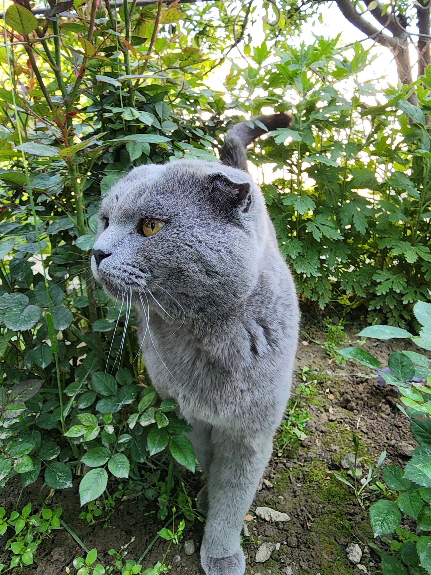 Scottish Fold erkak