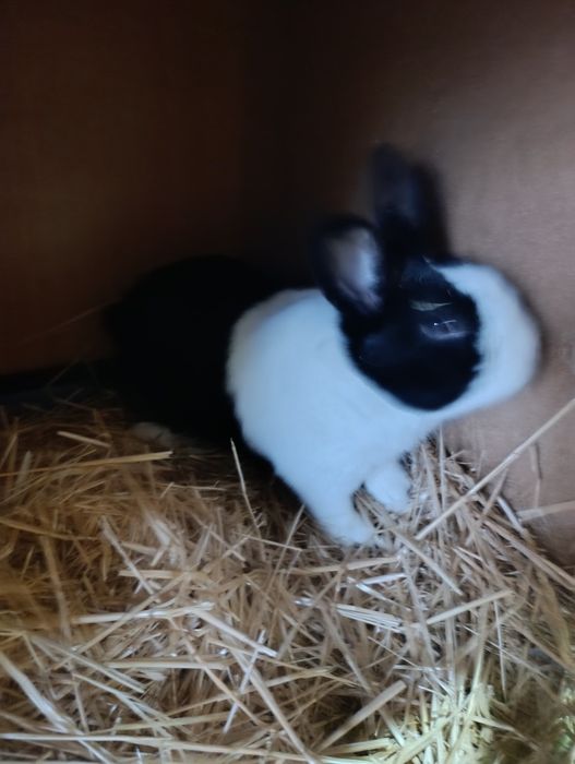 Iepure olandez disponibili