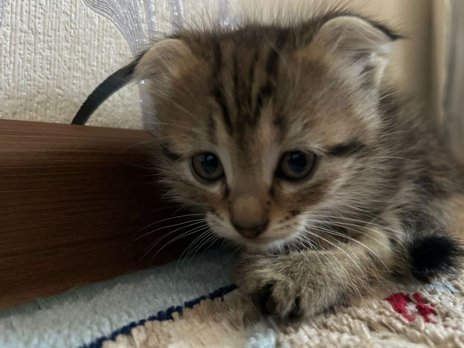 Котята веслоухие