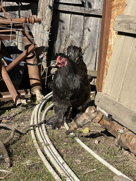 Disponibila pereche de brahma albastru