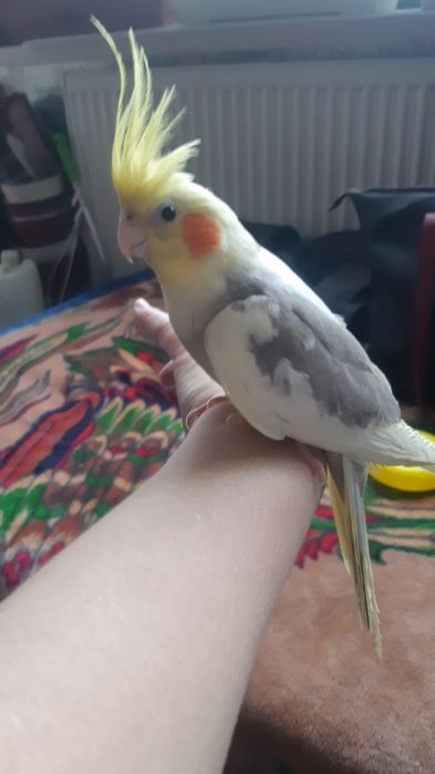 Корели - мъжки,женски и бебета