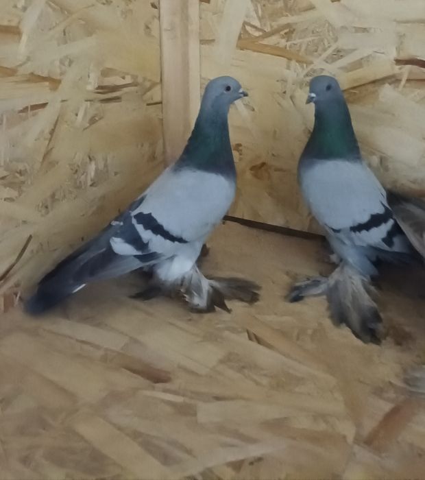 Продается пара сизые