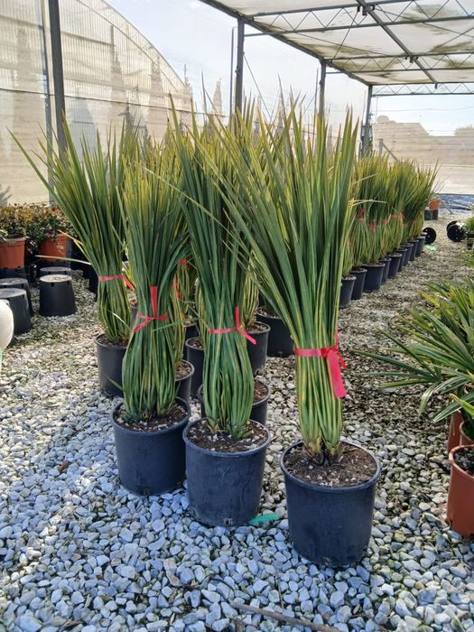 Palmieri diferite specii și marimi