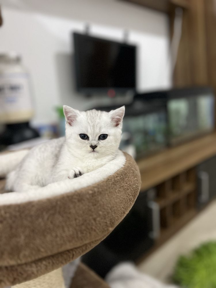 Fetita British Shorthair