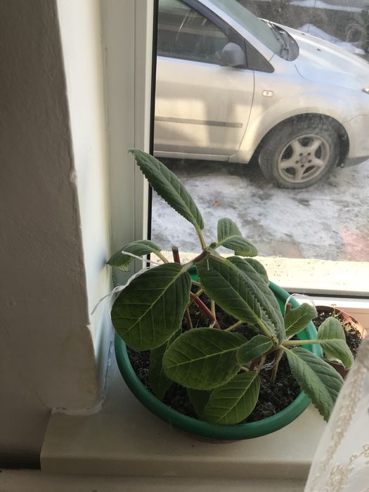 Продам цветы комнатные