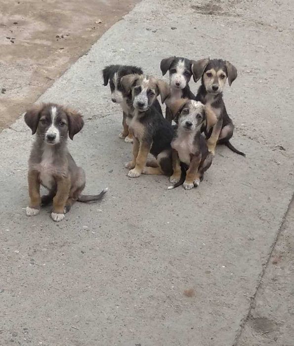 Щенки-метисы в добрые руки. Бесплатно