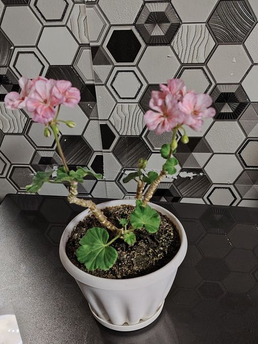 Продам не дорого