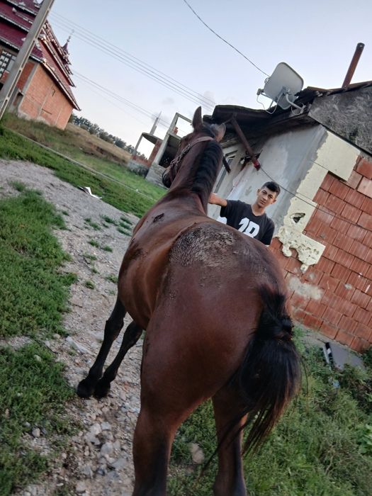 Vînd mînza de un 1 ani si 2 lun