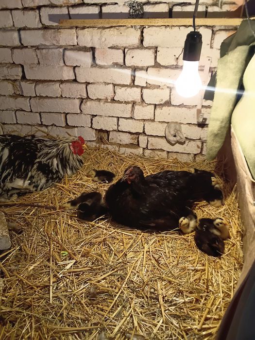 Брама жожалар ва она Товук ва жожалар сотилади кора Шахзола ва Брама М