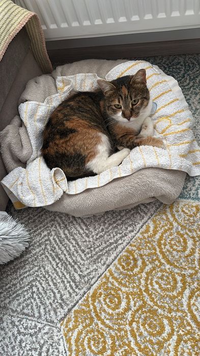 Adoptie pisicuta blanda si iubitoare