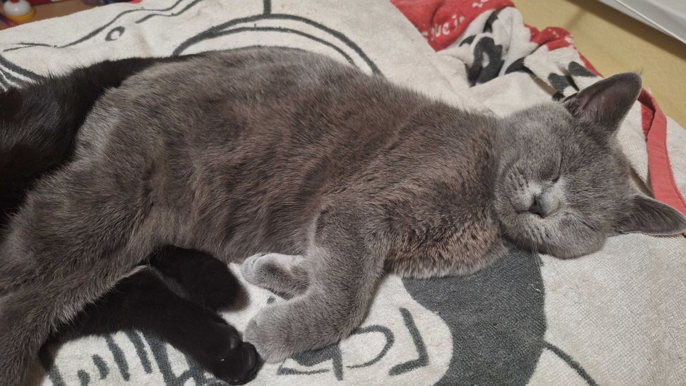 Британско таби търси своя дом