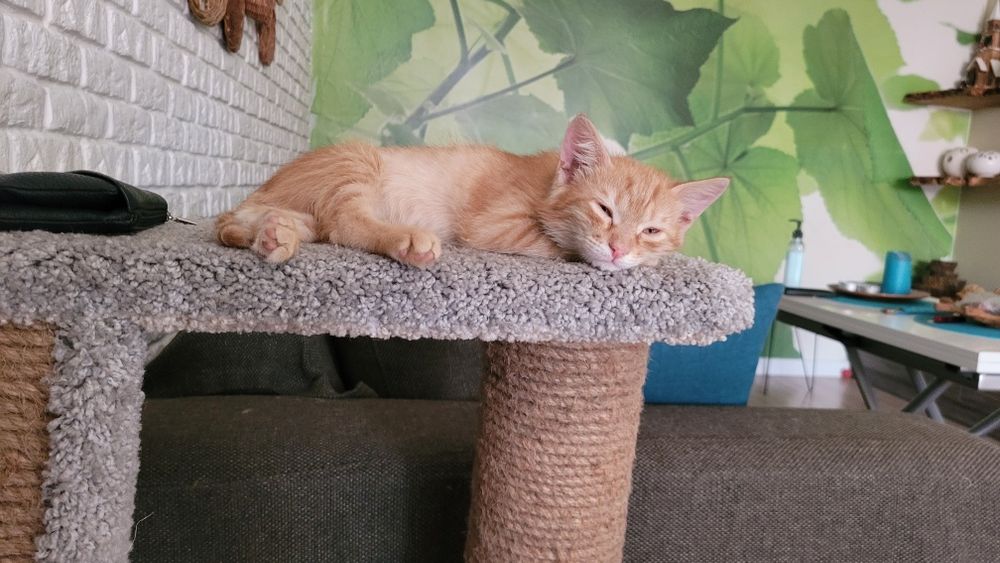 Отдам котят в добрые, заботливые руки! Бесплатно!!